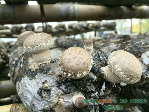 香菇床架栽培 香菇床架栽培